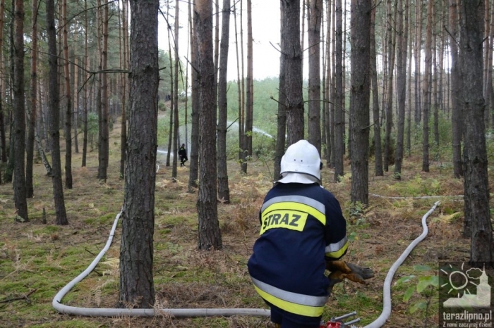 Pożar lasu i poważny wypadek w Brzeźnie! - fotoreportaż