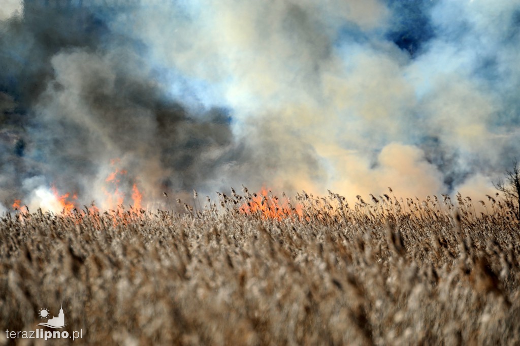 Pożar traw w Lipnie nad rzeką Mień
