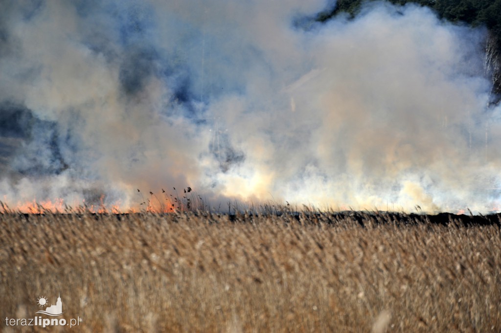 Pożar traw w Lipnie nad rzeką Mień