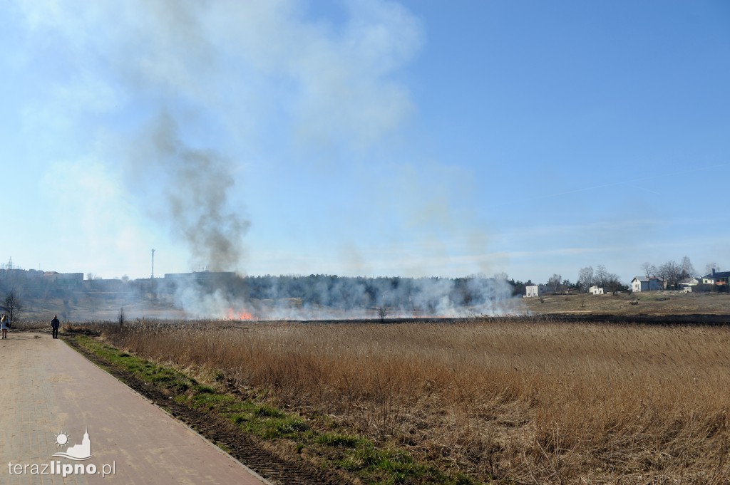 Pożar traw w Lipnie nad rzeką Mień