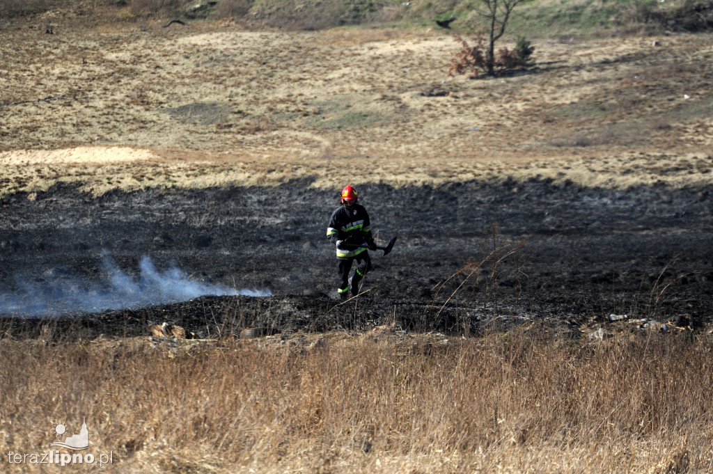 Pożar traw w Lipnie nad rzeką Mień