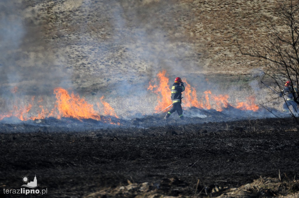 Pożar traw w Lipnie nad rzeką Mień