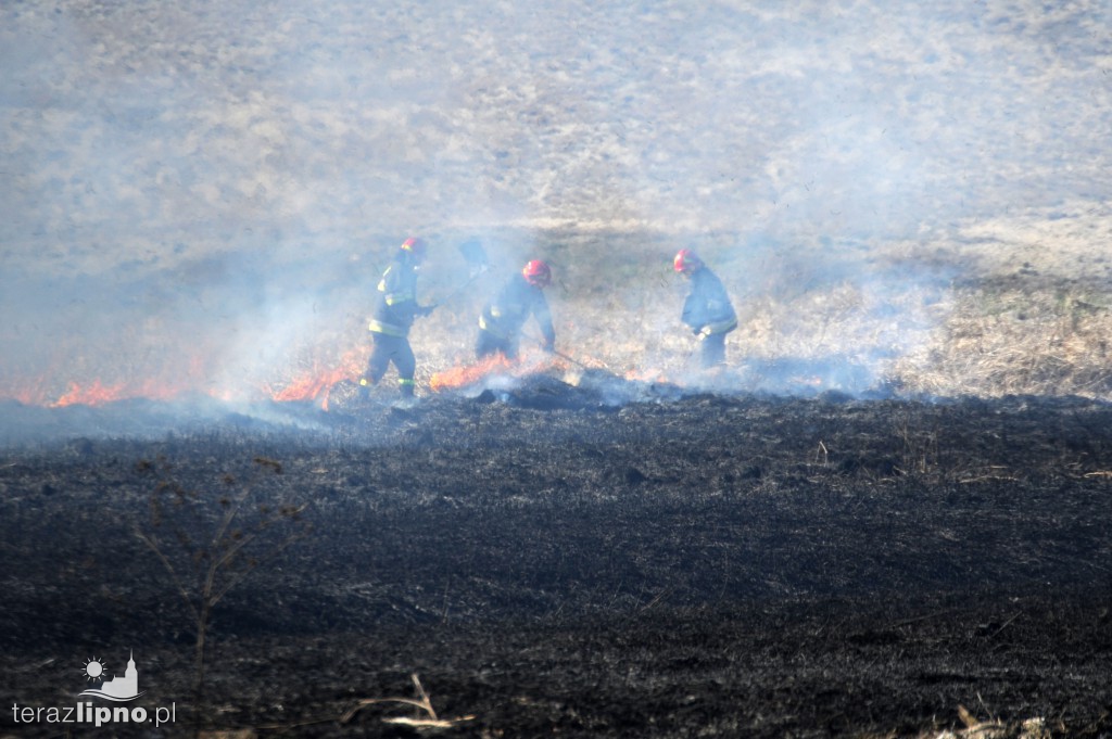 Pożar traw w Lipnie nad rzeką Mień