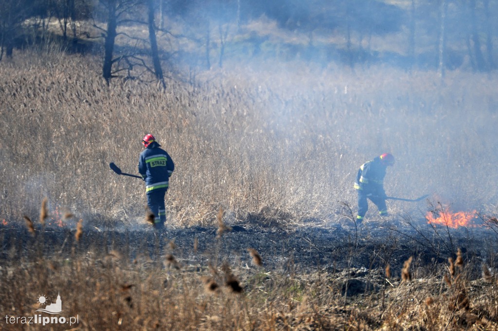 Pożar traw w Lipnie nad rzeką Mień