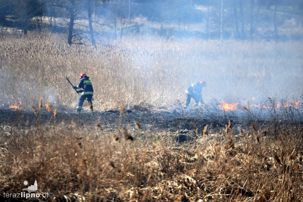 Pożar traw w Lipnie nad rzeką Mień