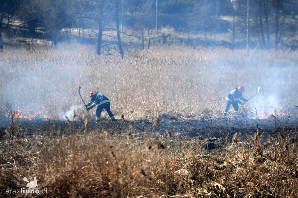 Pożar traw w Lipnie nad rzeką Mień