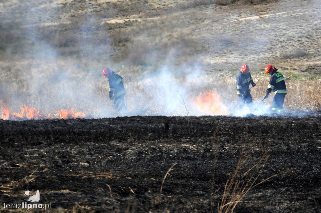Pożar traw w Lipnie nad rzeką Mień