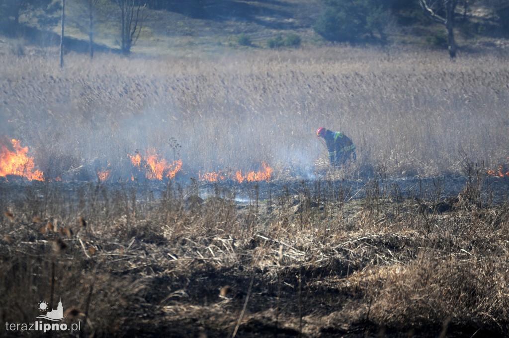 Pożar traw w Lipnie nad rzeką Mień
