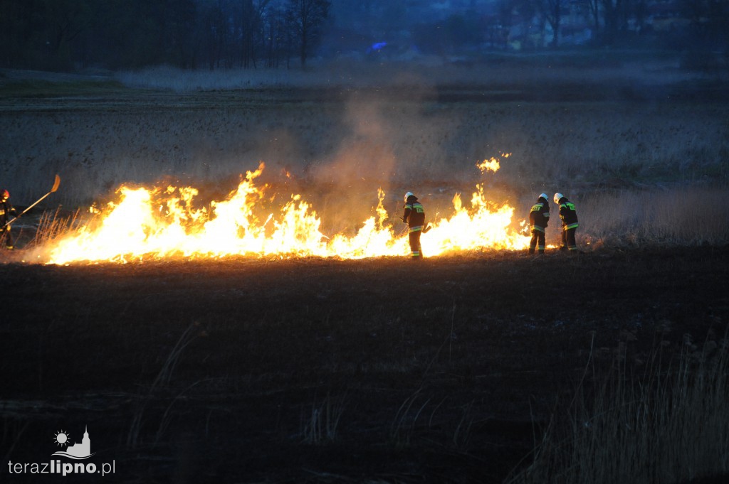 Kolejny pożar traw w Lipnie