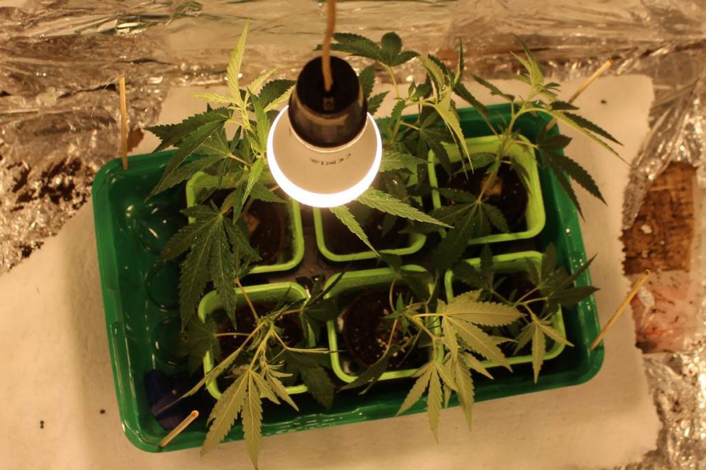 Plantacja marihuany w powiecie