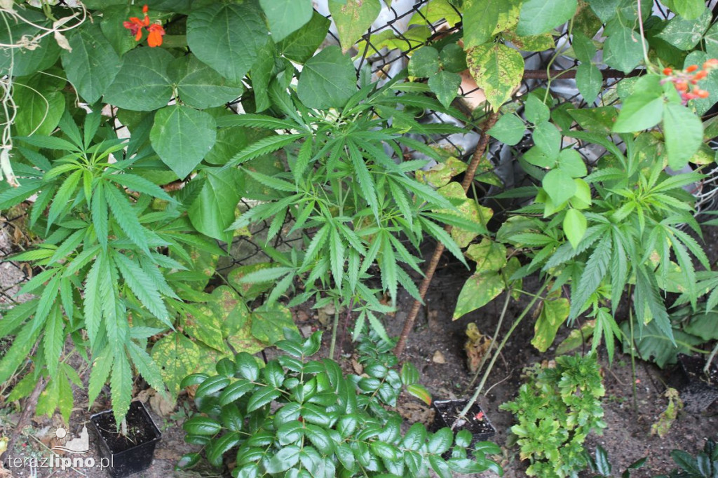 Plantacja marihuany w powiecie