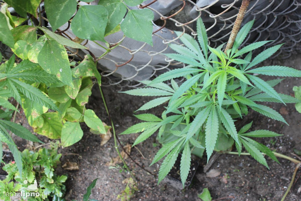 Plantacja marihuany w powiecie