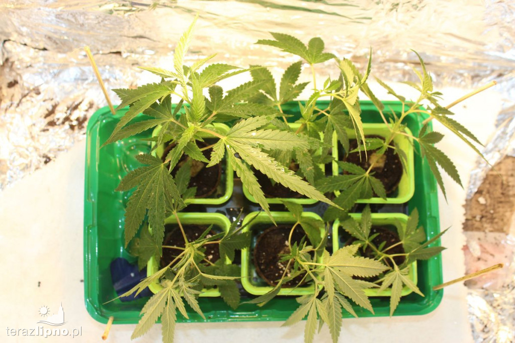 Plantacja marihuany w powiecie