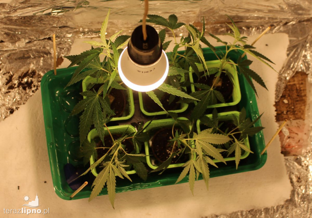 Plantacja marihuany w powiecie