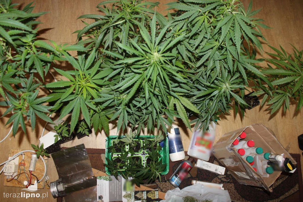 Plantacja marihuany w powiecie
