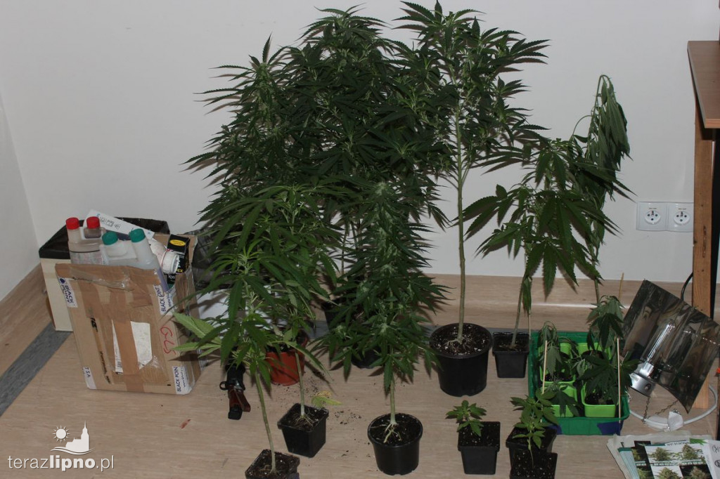 Plantacja marihuany w powiecie