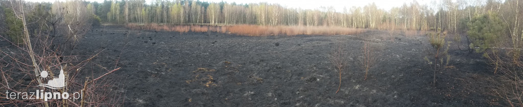 Pożar lasu! OSP z Lipna i Bobrownik w akcji!