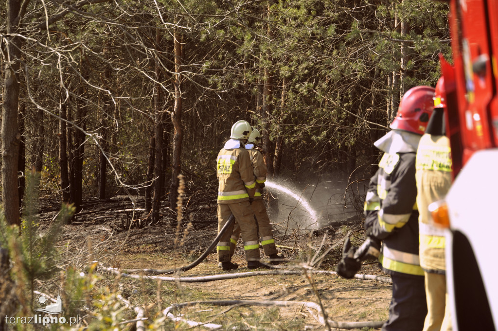 Pożary lasów na terenie powiatu (27.04)