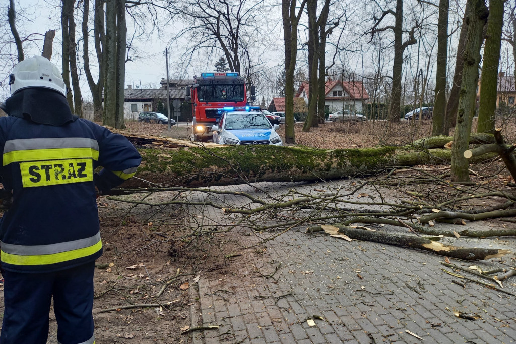 Ogromne drzewo przewróciło się na dziecko