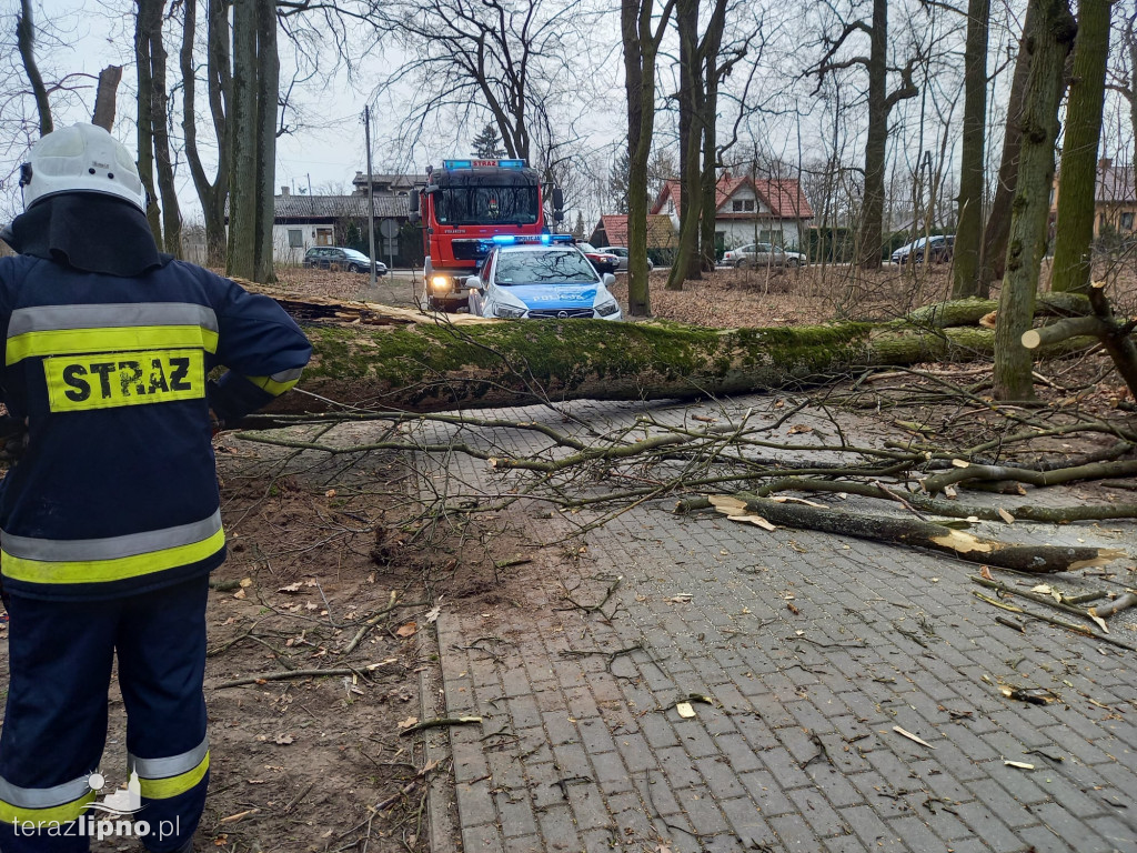 Ogromne drzewo przewróciło się na dziecko