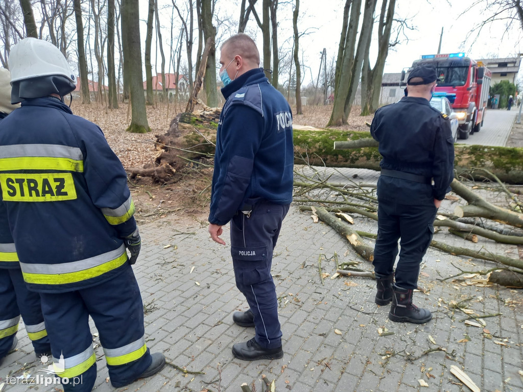 Ogromne drzewo przewróciło się na dziecko