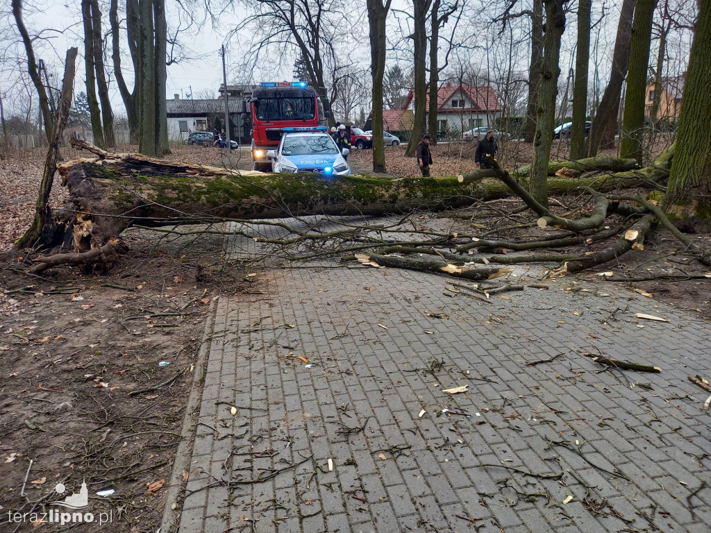 Ogromne drzewo przewróciło się na dziecko
