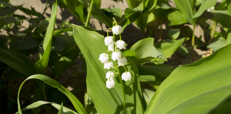 Zdjęcie ilustracyjne. Fot. depositphotos.com