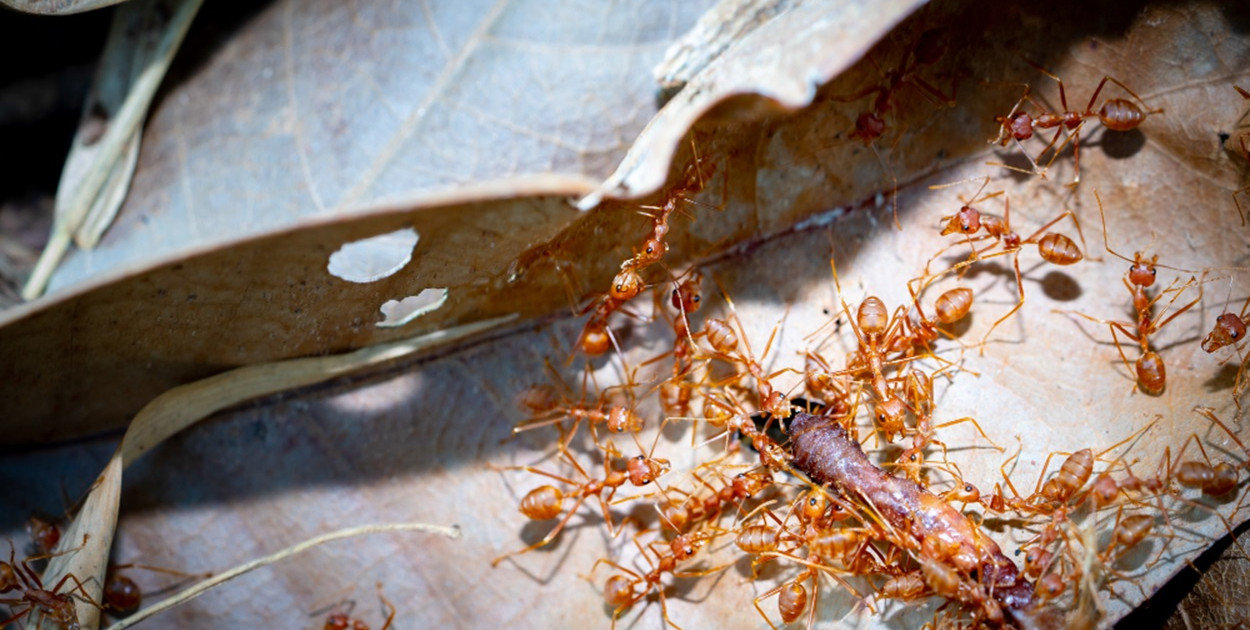 Domowa hodowla mrówek – jak zapewnić mrówkom optymalne warunki rozwoju