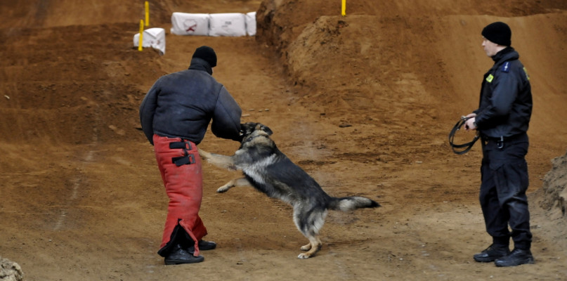 Psy policyjne z całego województwa brały udział w szkoleniu, które odbywało się w Lipnie. /Fot. Marcin Jaworski