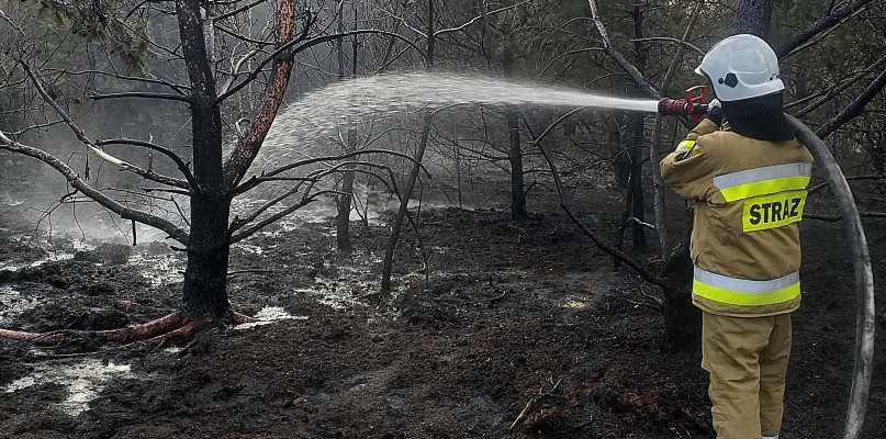 W ogniu stanęło około dziesięciu hektarów lasu na terenie gminy Obrowo (pow. toruński). /Fot. nadesłane - dh Kamil Pażniewski (OSP Bobrowniki)