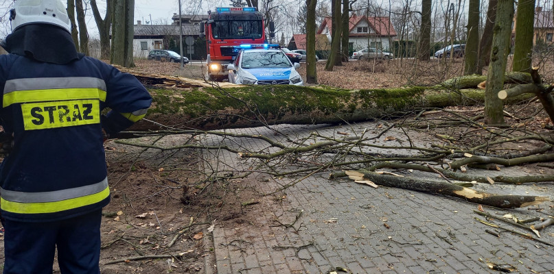 Ogromne drzewo przewróciło się na dwunastoletnią dziewczynkę. Poszkodowana została zabrana przez Lotnicze Pogotowie Ratunkowe. /Fot. OSP Skępe