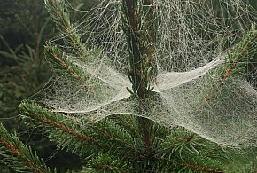 Kupujesz żywą choinkę na święta? Ten szczegół łatwo przeoczyć-14892